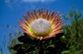 /album/galeria-de-fotos/protea-flower-1-copia-jpg/